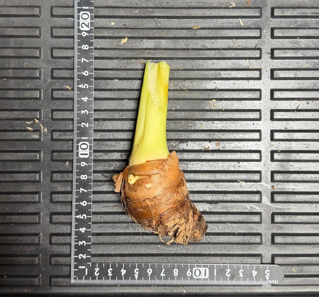 原種　世界最大　アロカシア　ロブスタ　サトイモ科　アロイド　パルダリウム　②