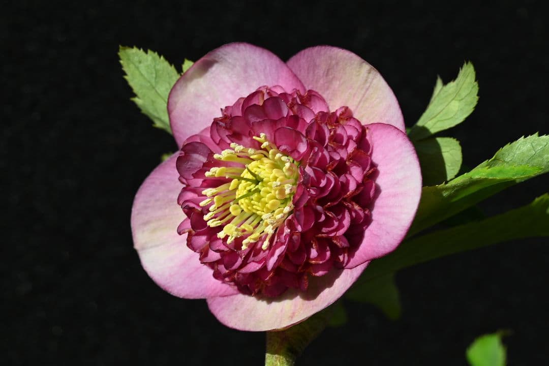 クリスマスローズ　極上！！アンティーク　モーリー　加藤農園