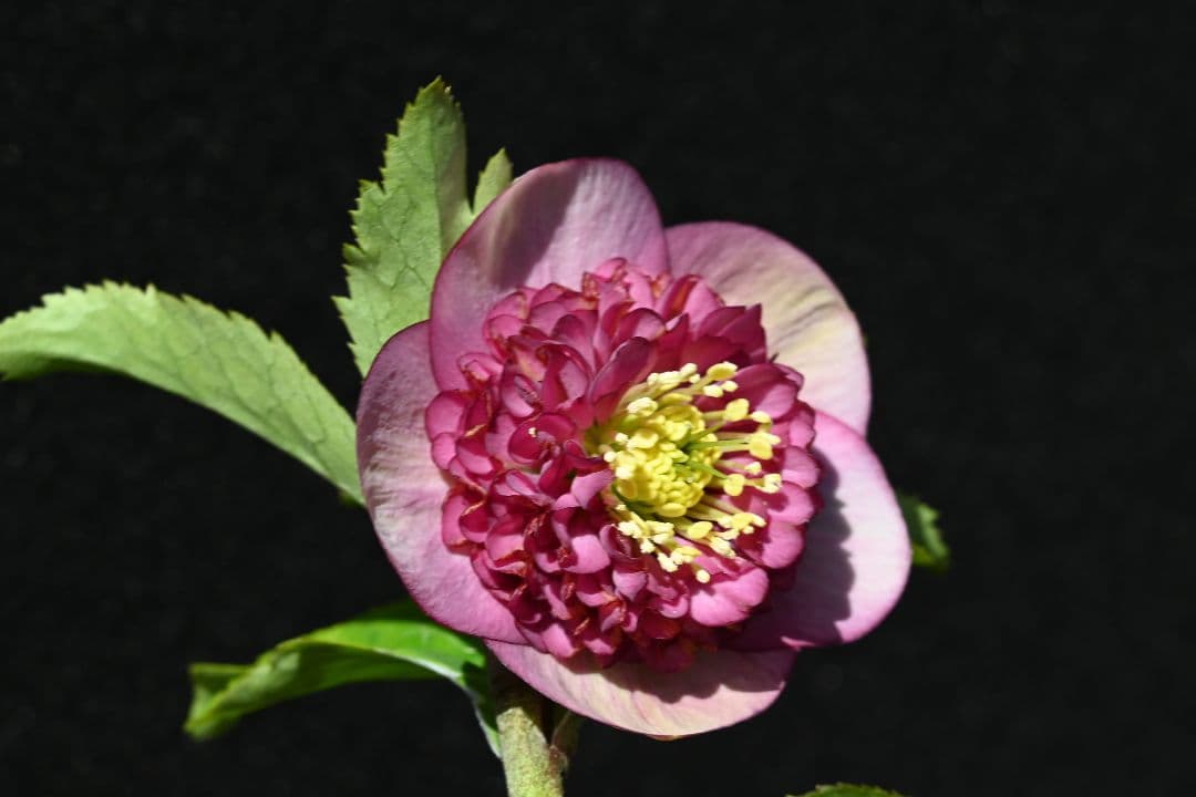 クリスマスローズ　極上！！アンティーク　モーリー　加藤農園