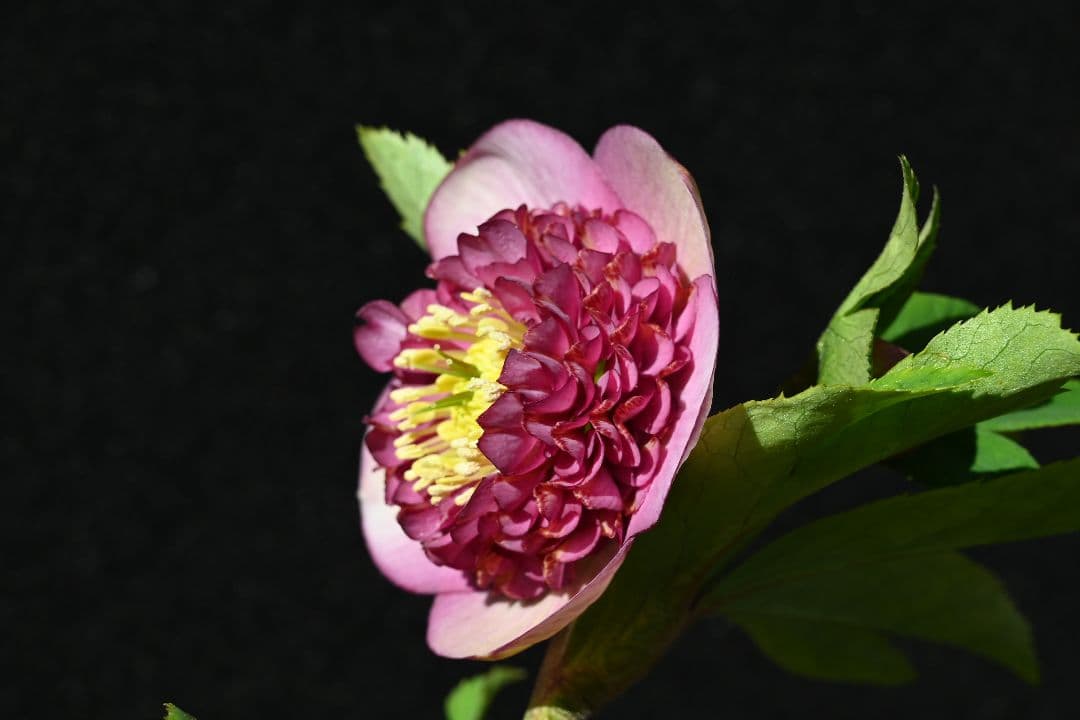 クリスマスローズ　極上！！アンティーク　モーリー　加藤農園