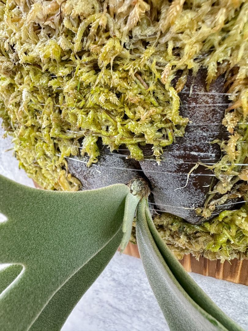 willinckii'Bacteria'spore PUPバクテリアビカクシダ②