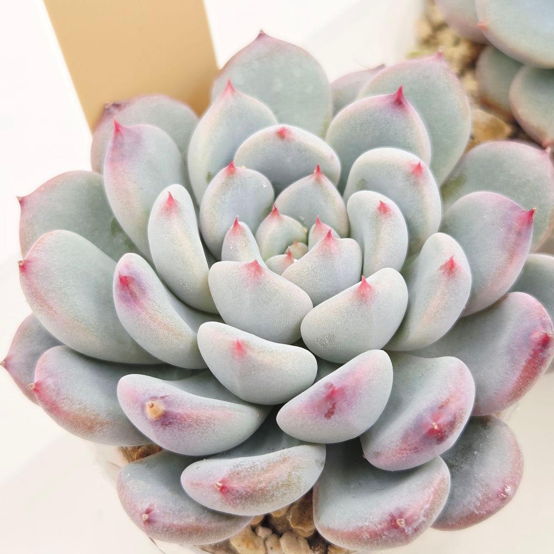 ひかる様 5苗 メルカリ便送料込