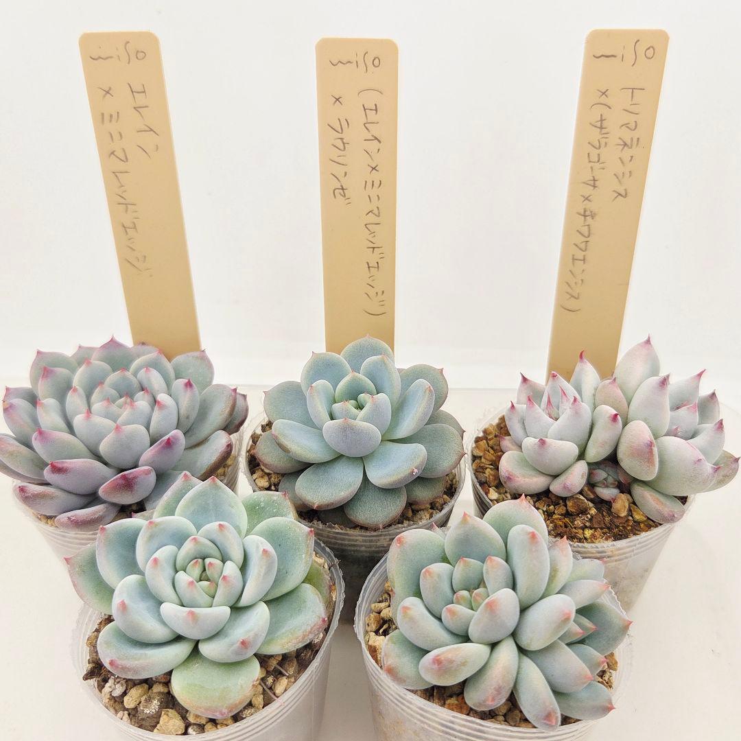 ひかる様 5苗 メルカリ便送料込