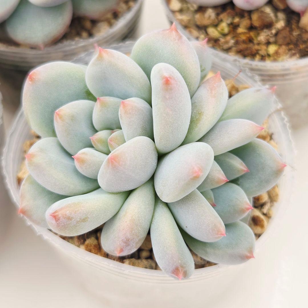 ひかる様 5苗 メルカリ便送料込