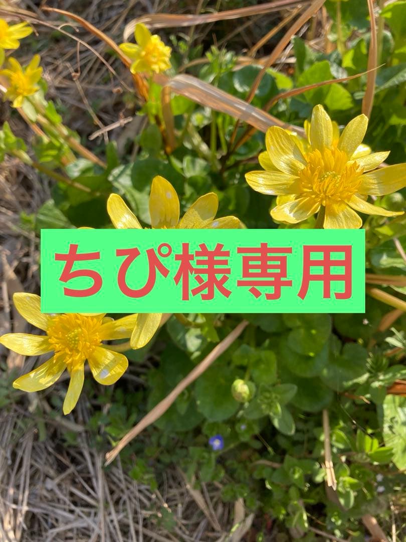 【新品未使用】アイリスオーヤマ電気圧力鍋