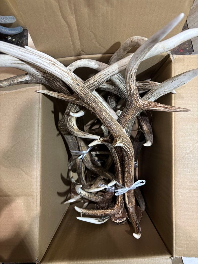 クラフト　蝦夷鹿の角