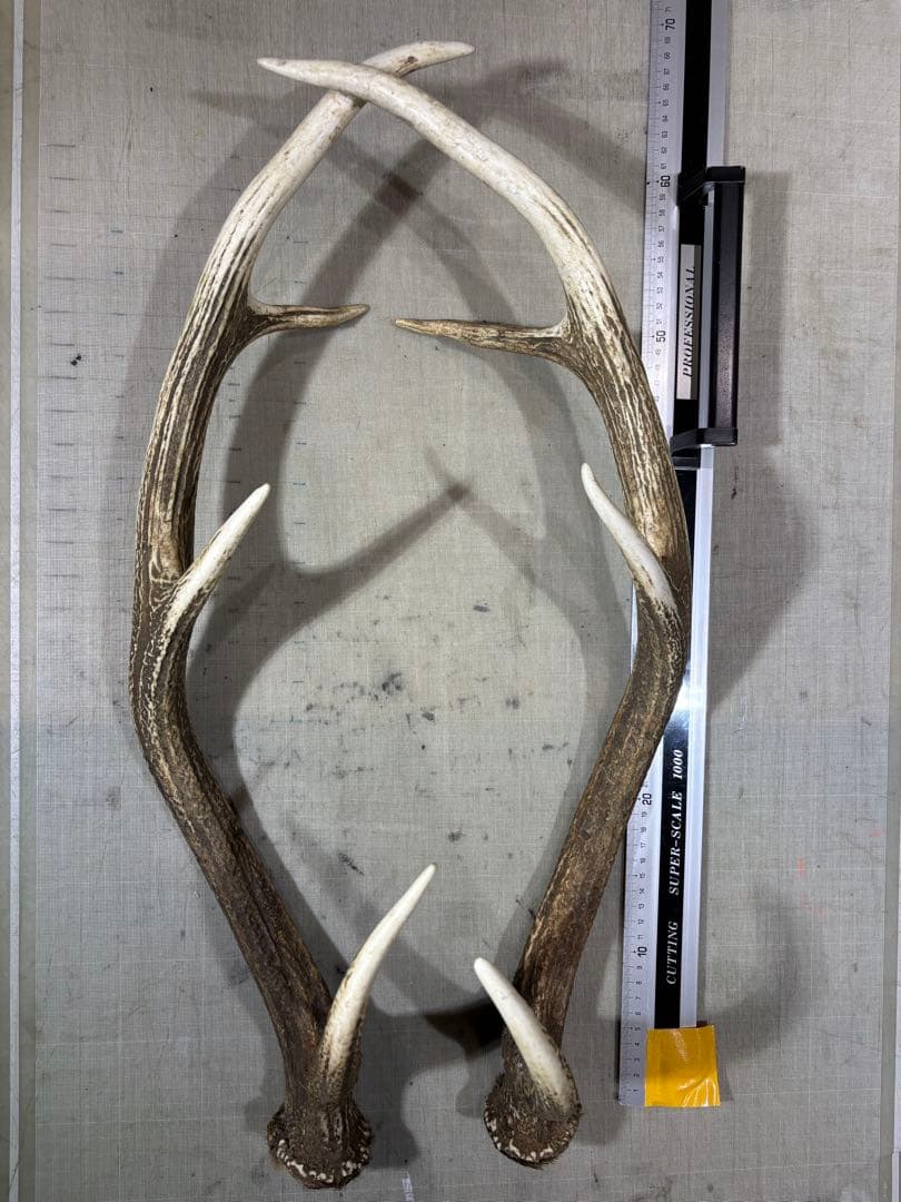 クラフト　蝦夷鹿の角