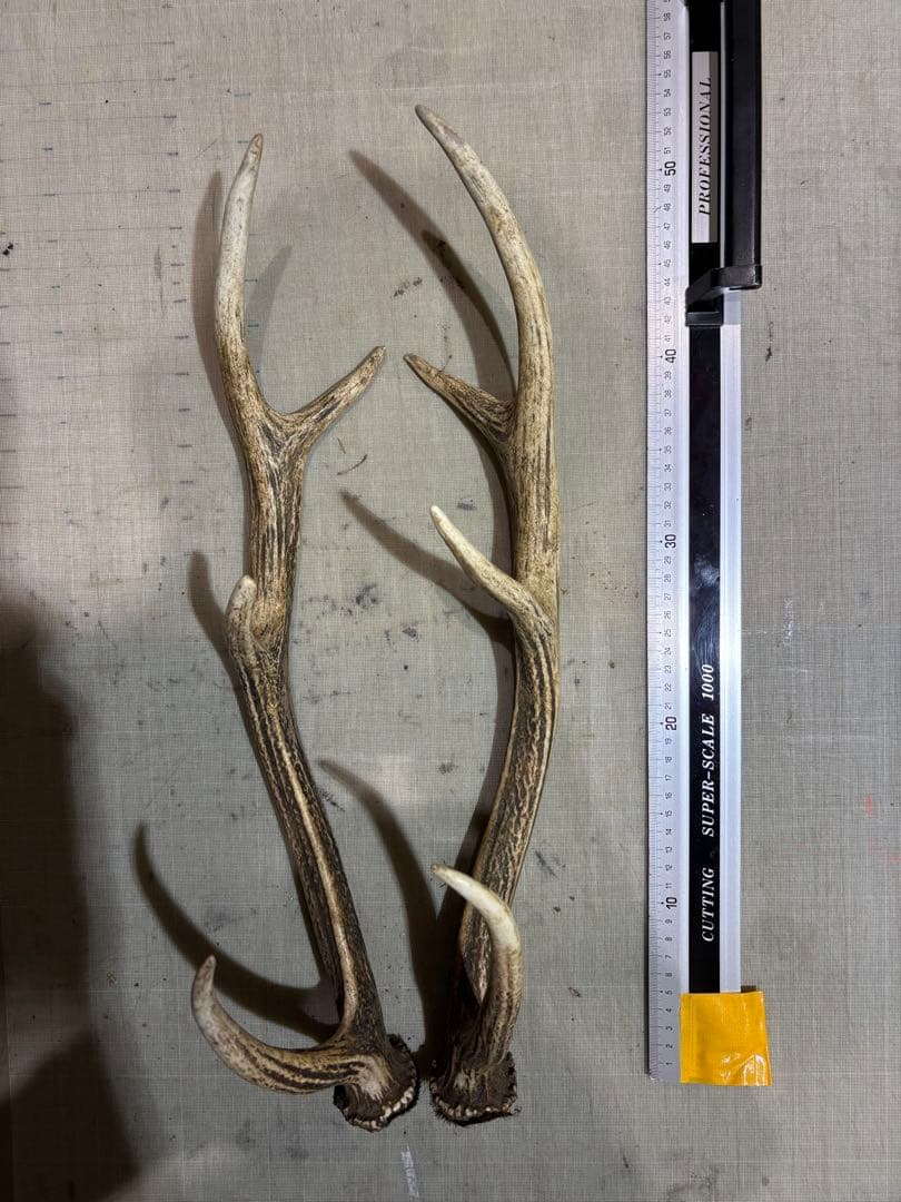 クラフト　蝦夷鹿の角