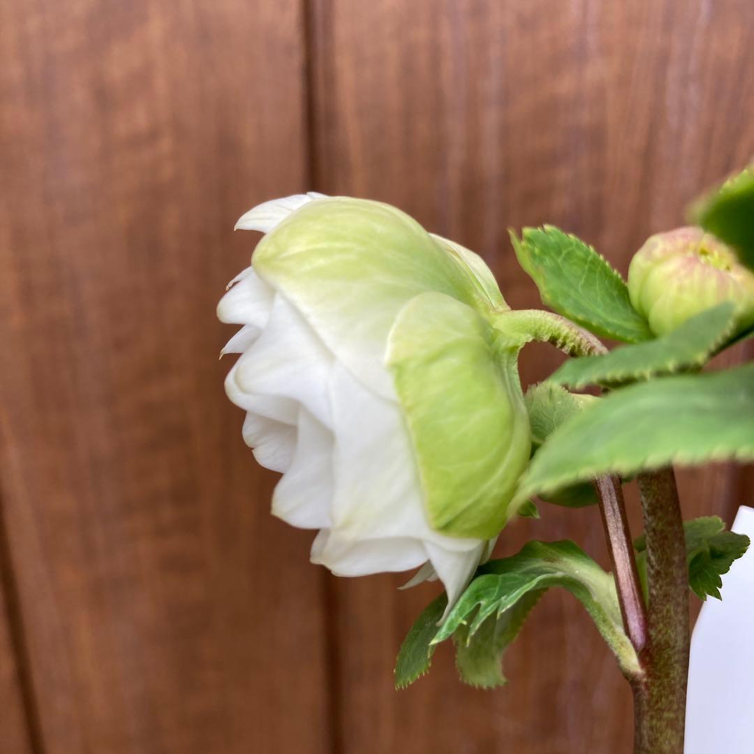 クリスマスローズ　開花株　3.5寸 　大木ナーセリー