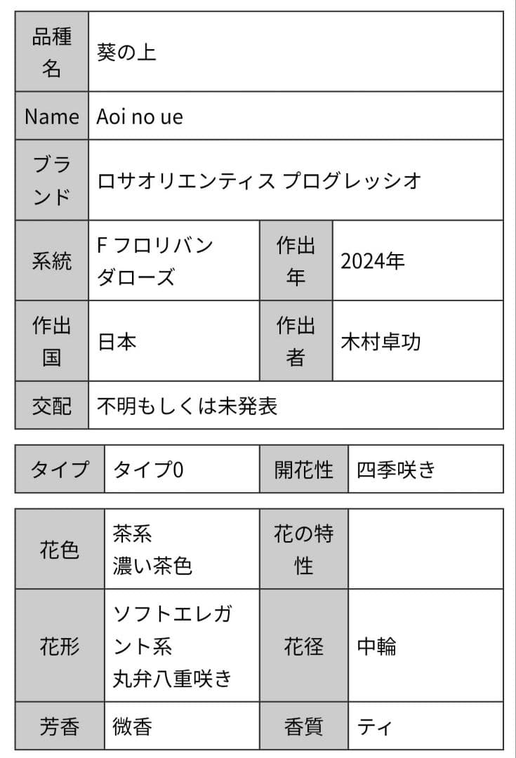 完売品葵の〇　バラ苗　大苗
