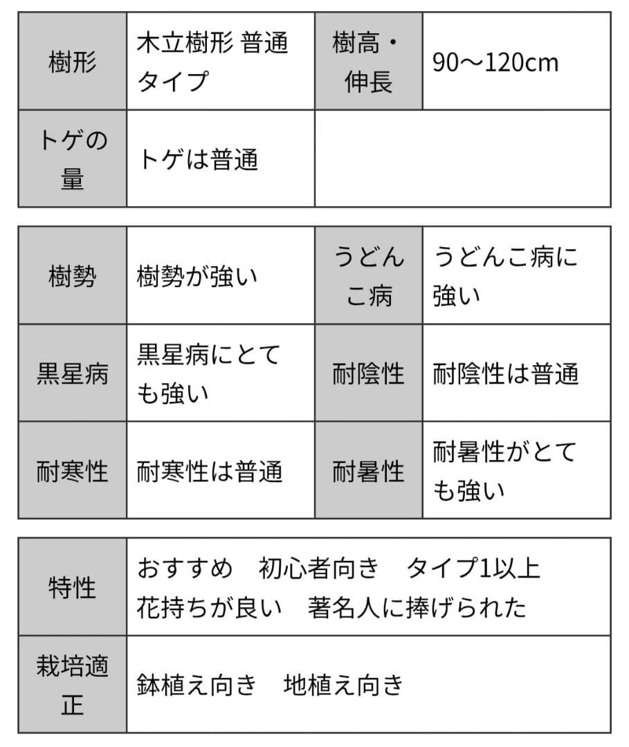 完売品葵の〇　バラ苗　大苗