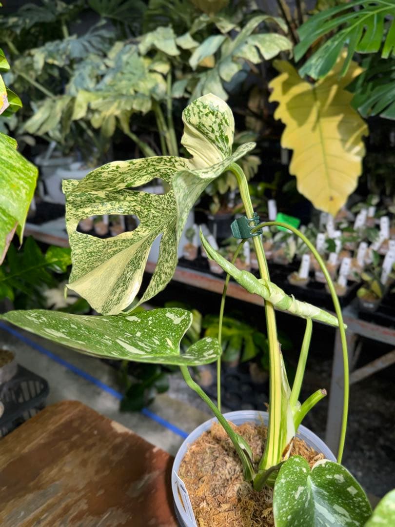 ル*ル様 1モンステラ　タイコンステレーション　スターライト