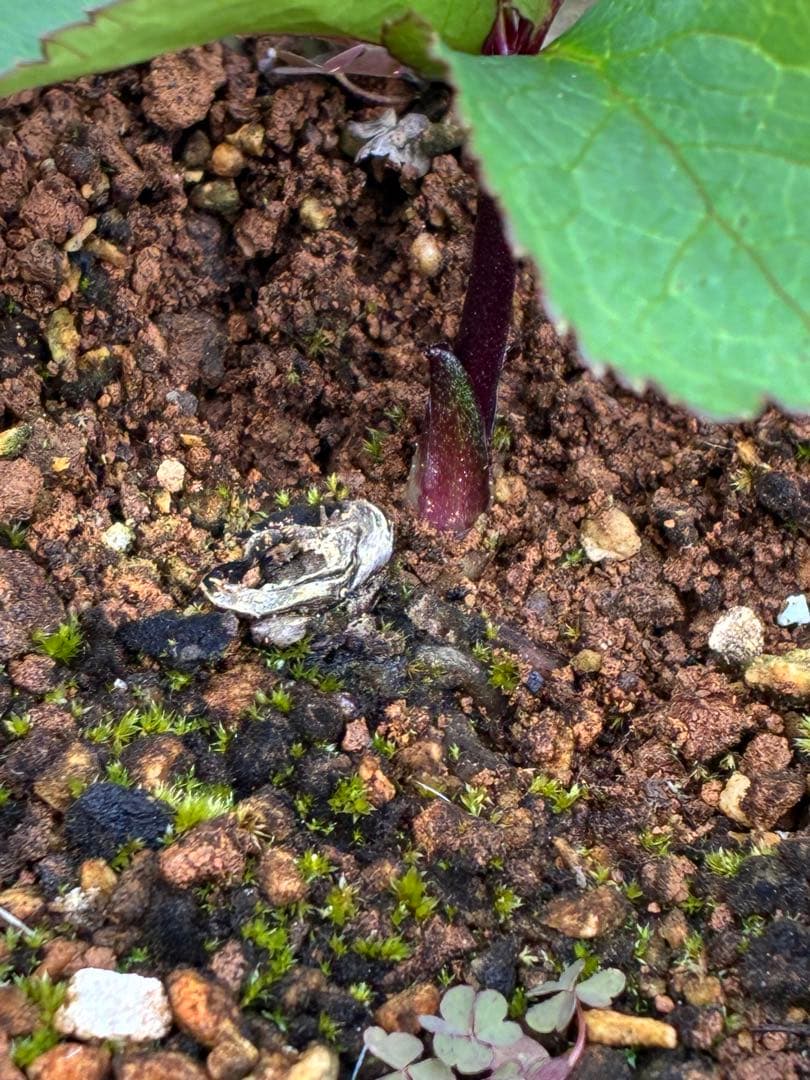 の*ん様 ☘️極上☘️限定1株☘️未株分け☘️タグ付き☘️3365⭐️パステ⭐️