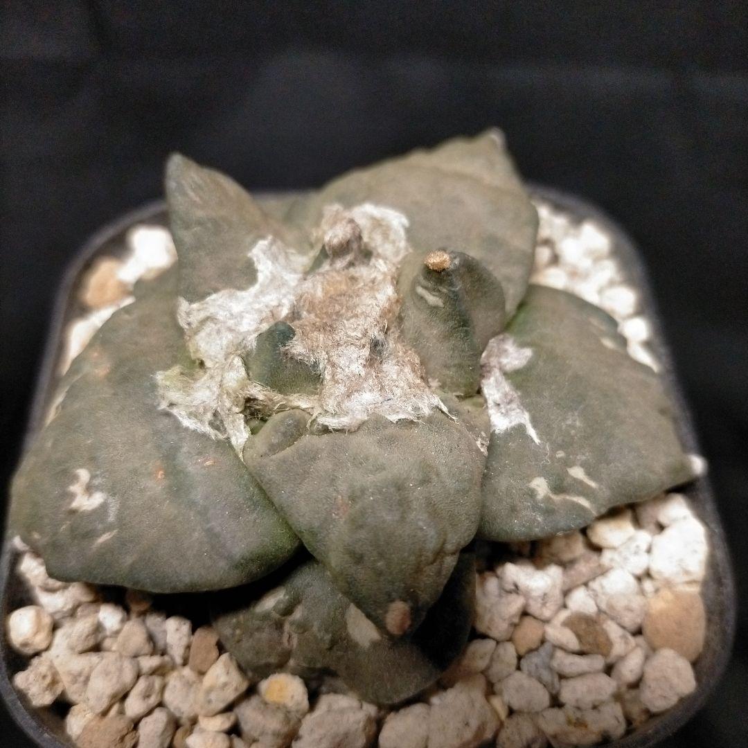 メルモ☆彡ユキエまとめ