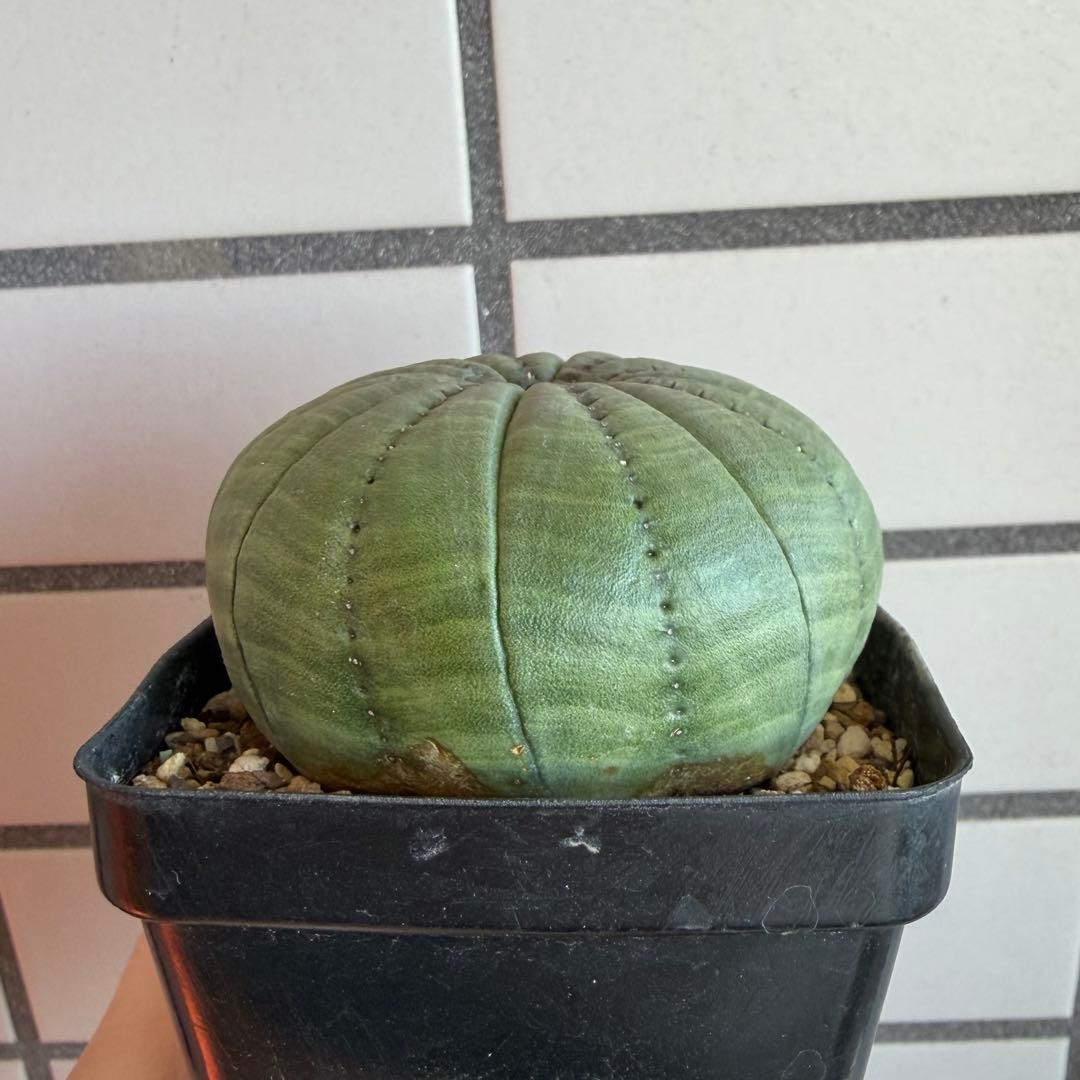 ハ*オ様 ④ ユーフォルビア シンメトリカ 実生 増稜