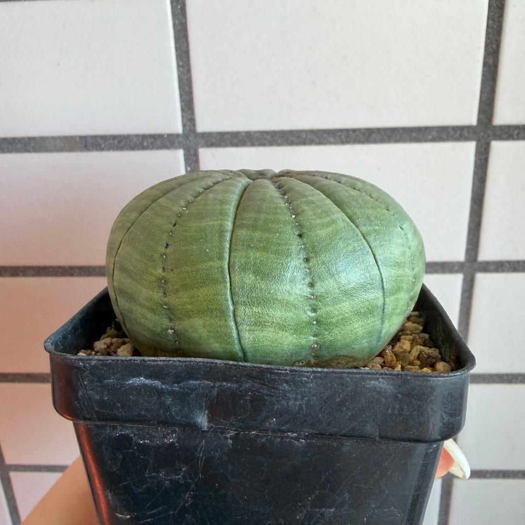 ハ*オ様 ④ ユーフォルビア シンメトリカ 実生 増稜