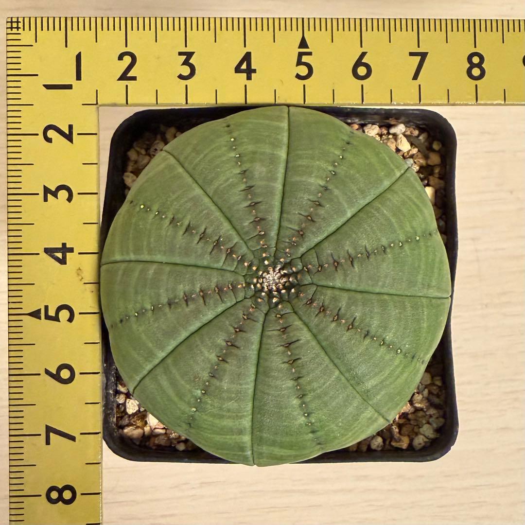 ハ*オ様 ④ ユーフォルビア シンメトリカ 実生 増稜