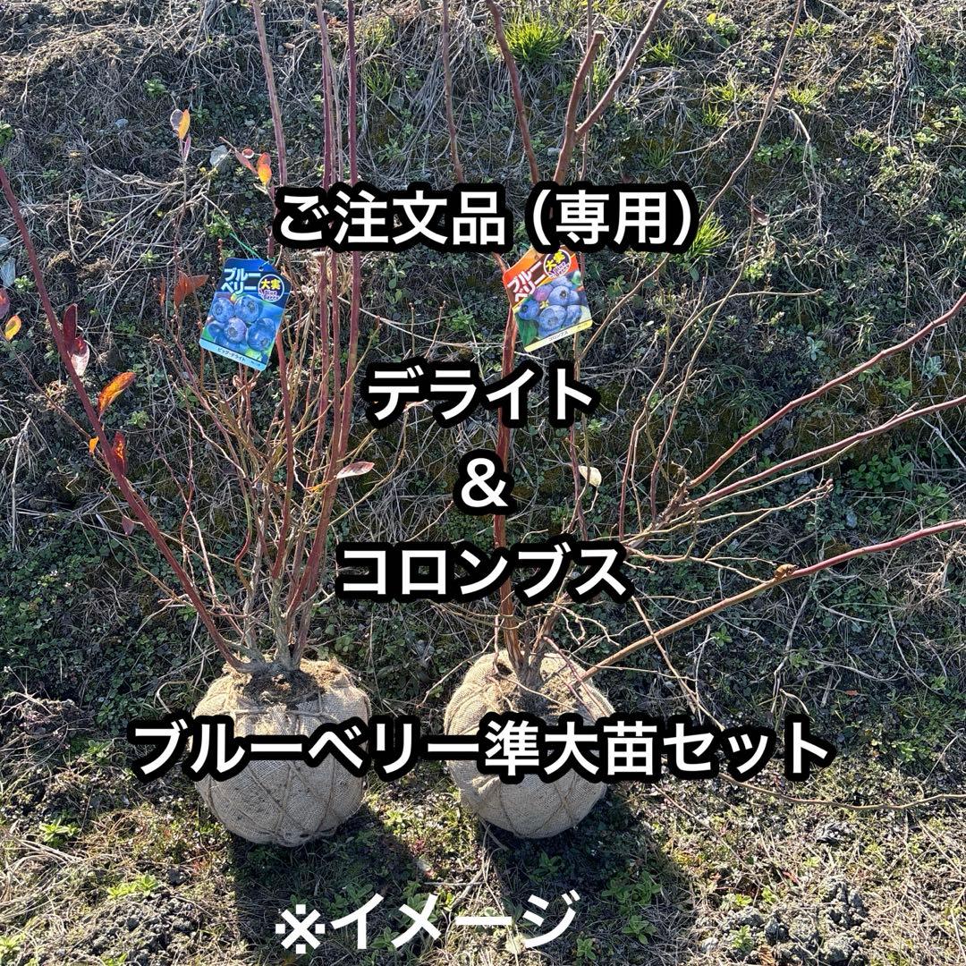 ご注文品　デライト＆コロンブス　準大苗セット　ブルーベリー苗