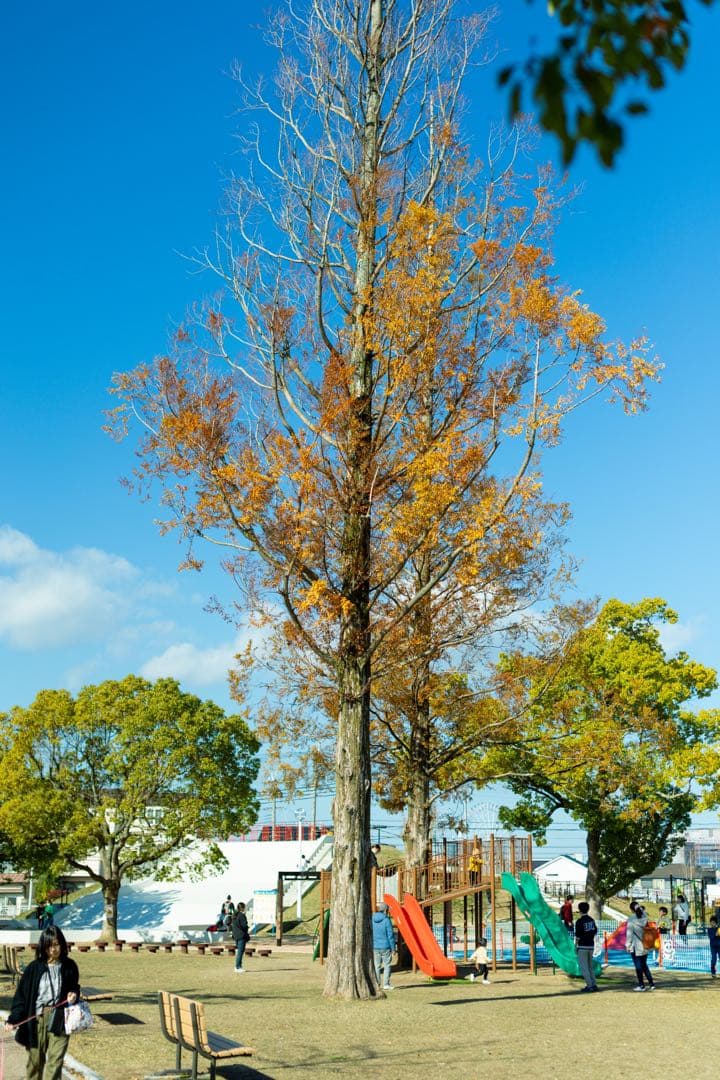 【EFマウント】SIGMA 50mm f/1.4 EX DG HSM