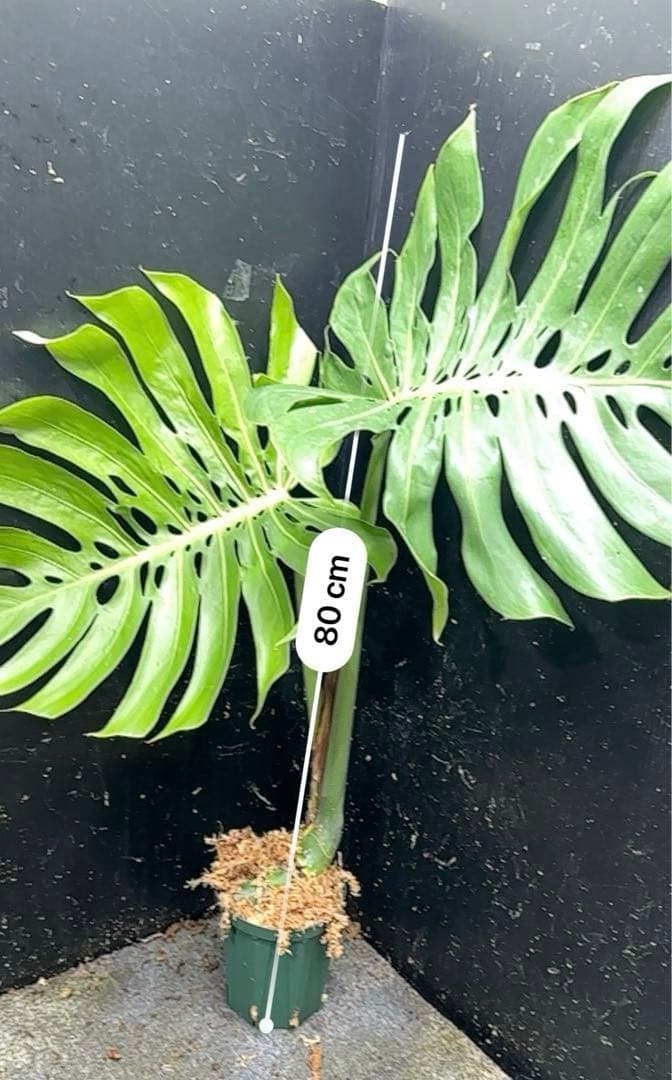 y*_様 モンステラデリシオーサマクロコズム超希少系統鉢植え80㎝