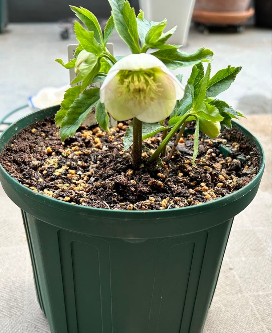 たぬき。　大和園　パステリッシュストレイン　6号　未株分け