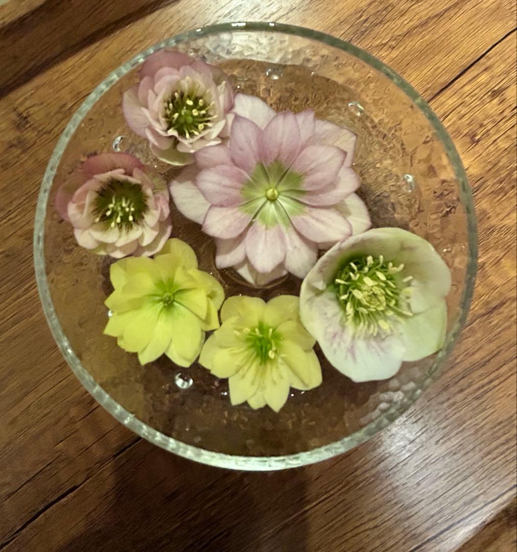 たぬき。　大和園　パステリッシュストレイン　6号　未株分け