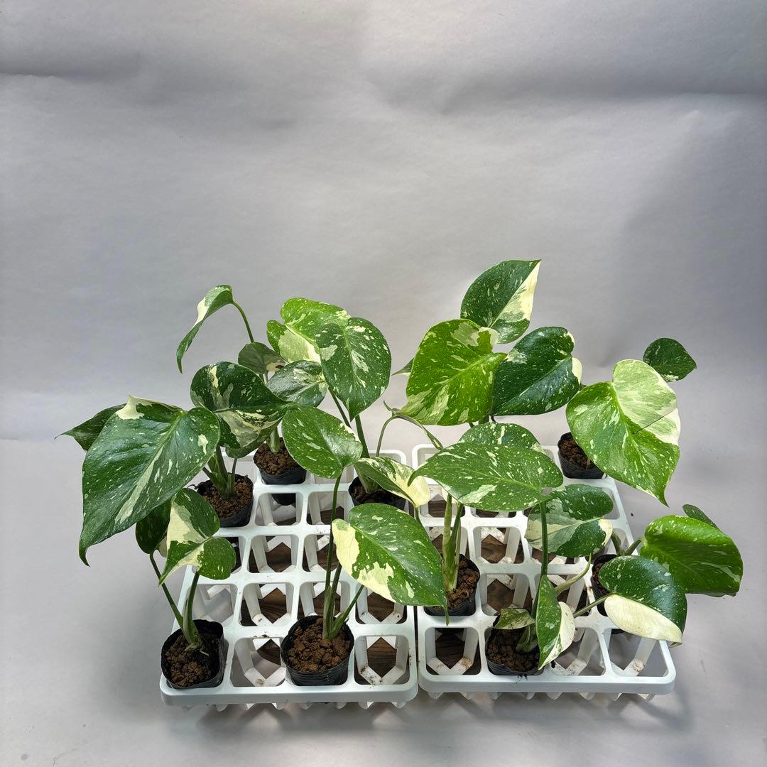 キ*タ様 10株セットms69【特別選抜】モンステラ・タイコンステレーション 斑