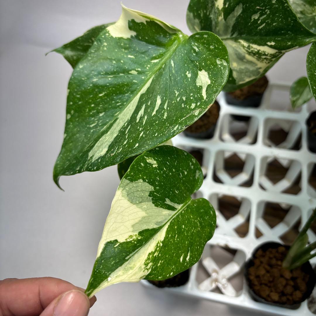 キ*タ様 10株セットms69【特別選抜】モンステラ・タイコンステレーション 斑