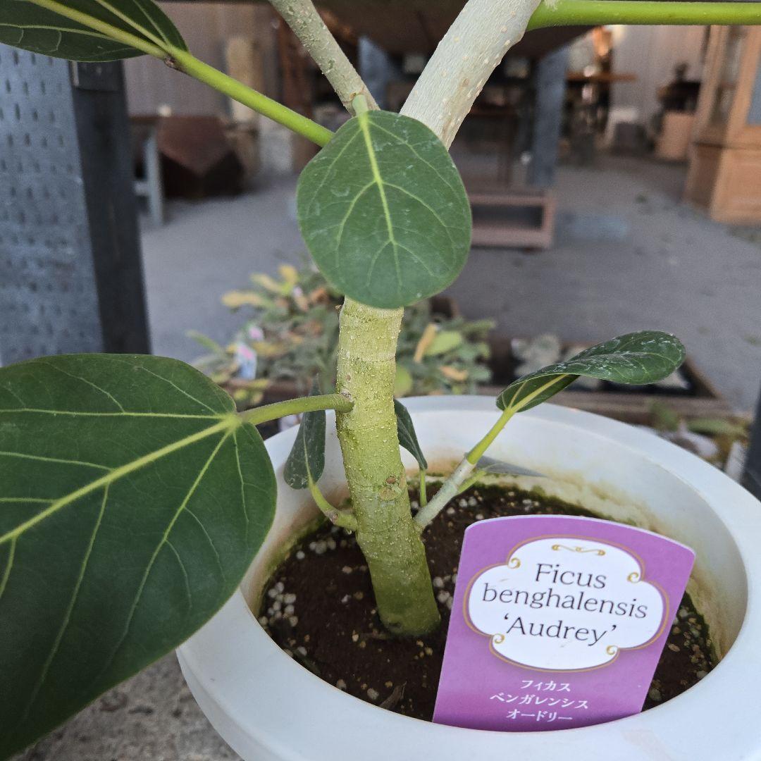 ⑭　フィカス　ベンガレンシ　オードリー曲がり仕立て　7号　最高等級