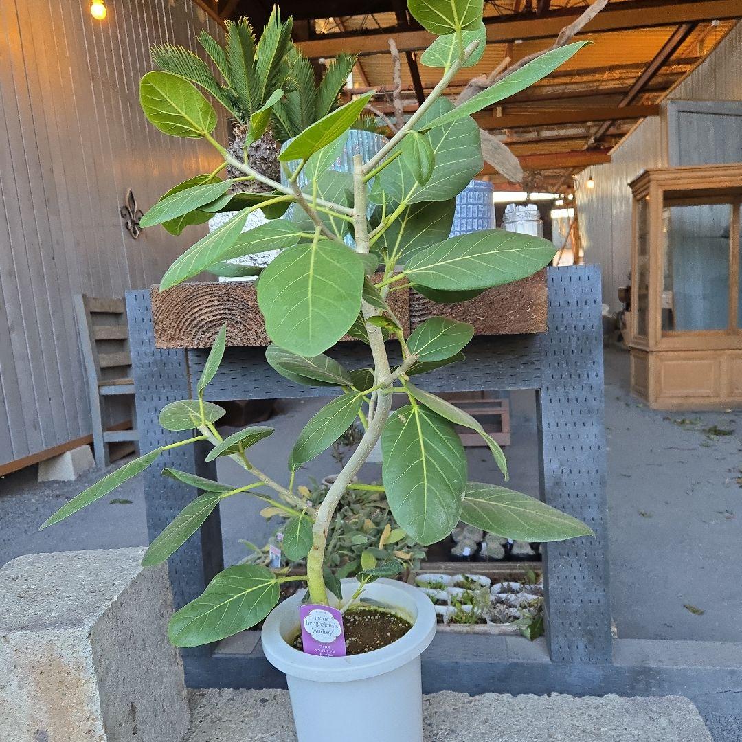 ⑭　フィカス　ベンガレンシ　オードリー曲がり仕立て　7号　最高等級