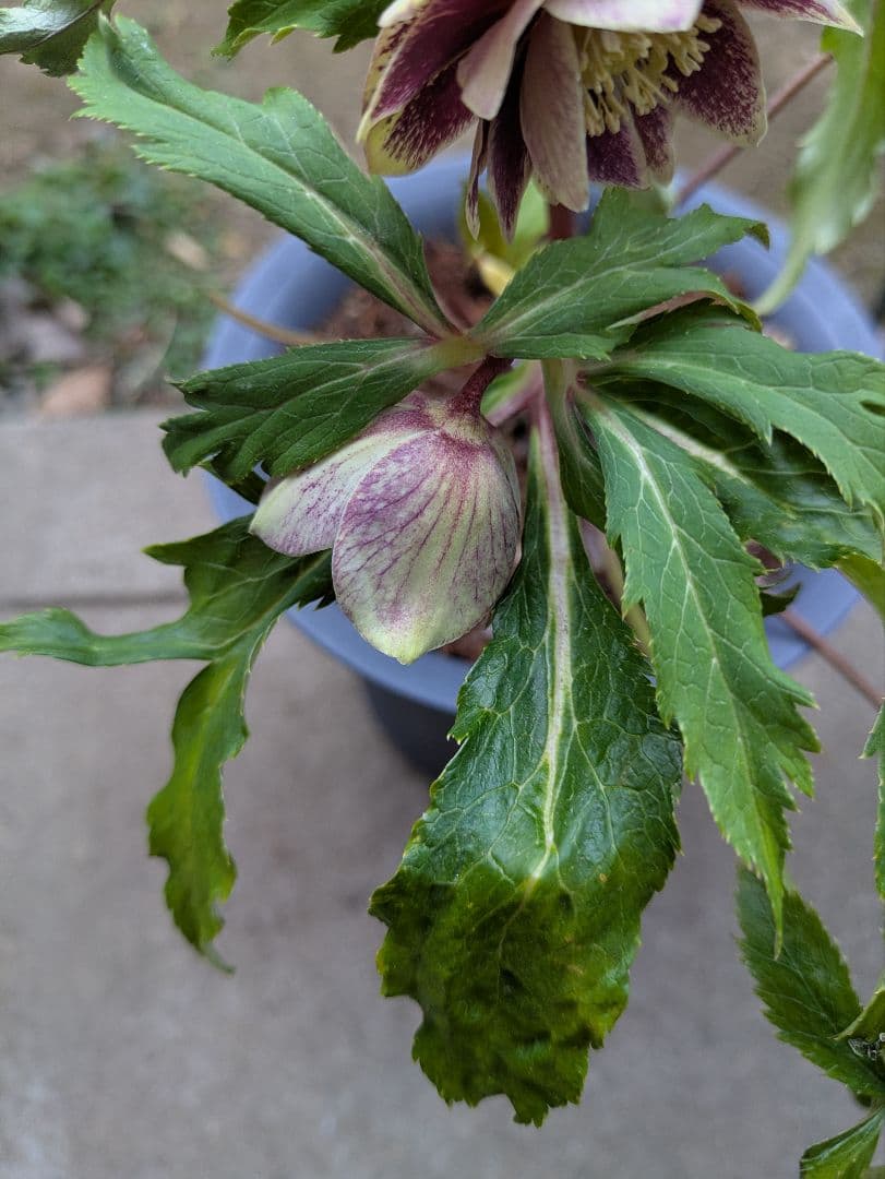 クリスマスローズ　ダブル　グリーンブロッチ　平咲き〈広瀬園芸〉