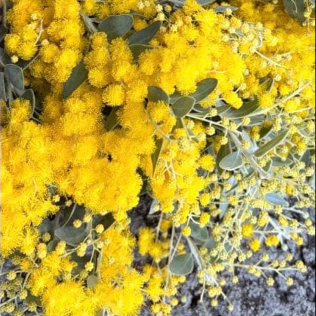 押し花・ドライフラワー花材 Ne*