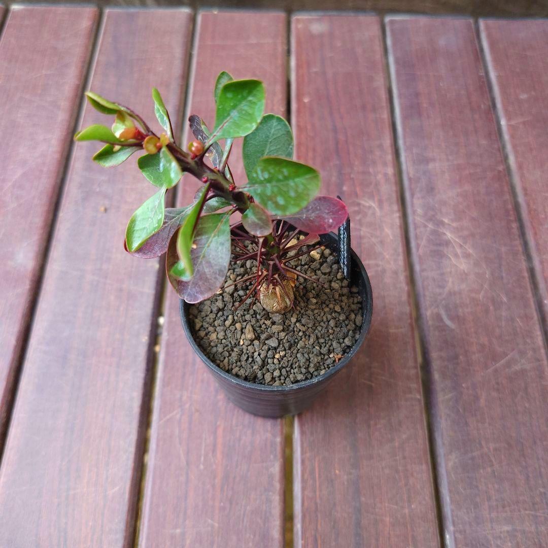 M*S様 国内実生❗️フォークイエリア ファシクラータ fasciculata