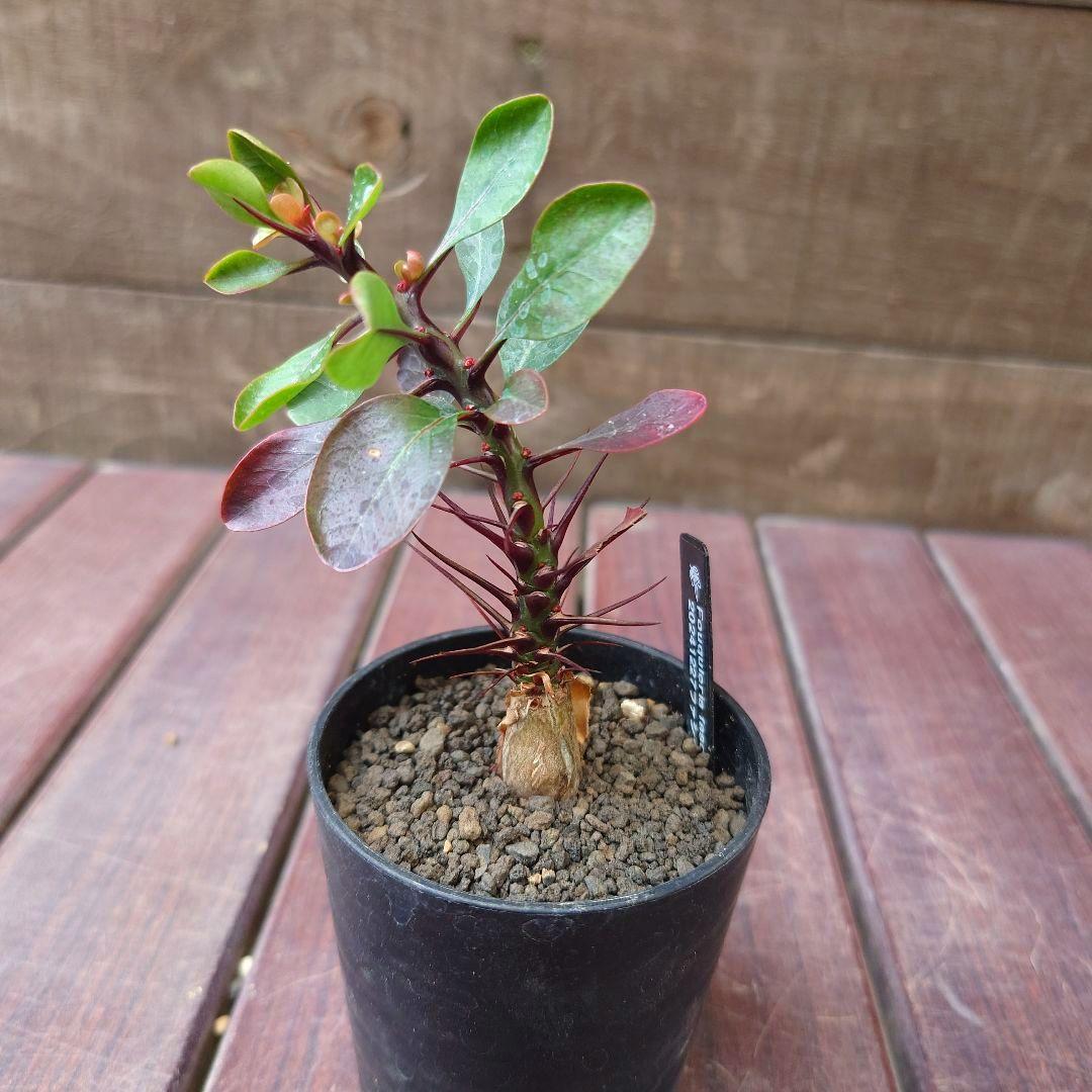 M*S様 国内実生❗️フォークイエリア ファシクラータ fasciculata