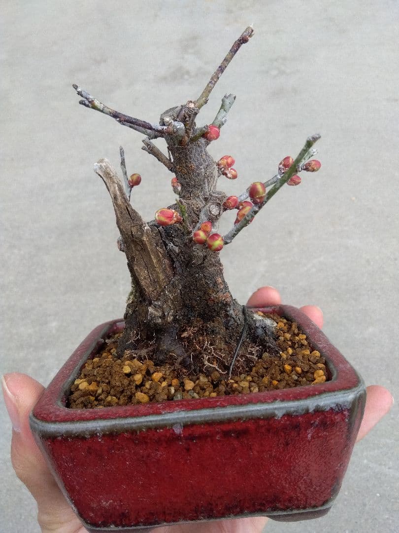野梅　盆栽　3号陶器鉢つき　コンパクト造り込み個体❗　あ