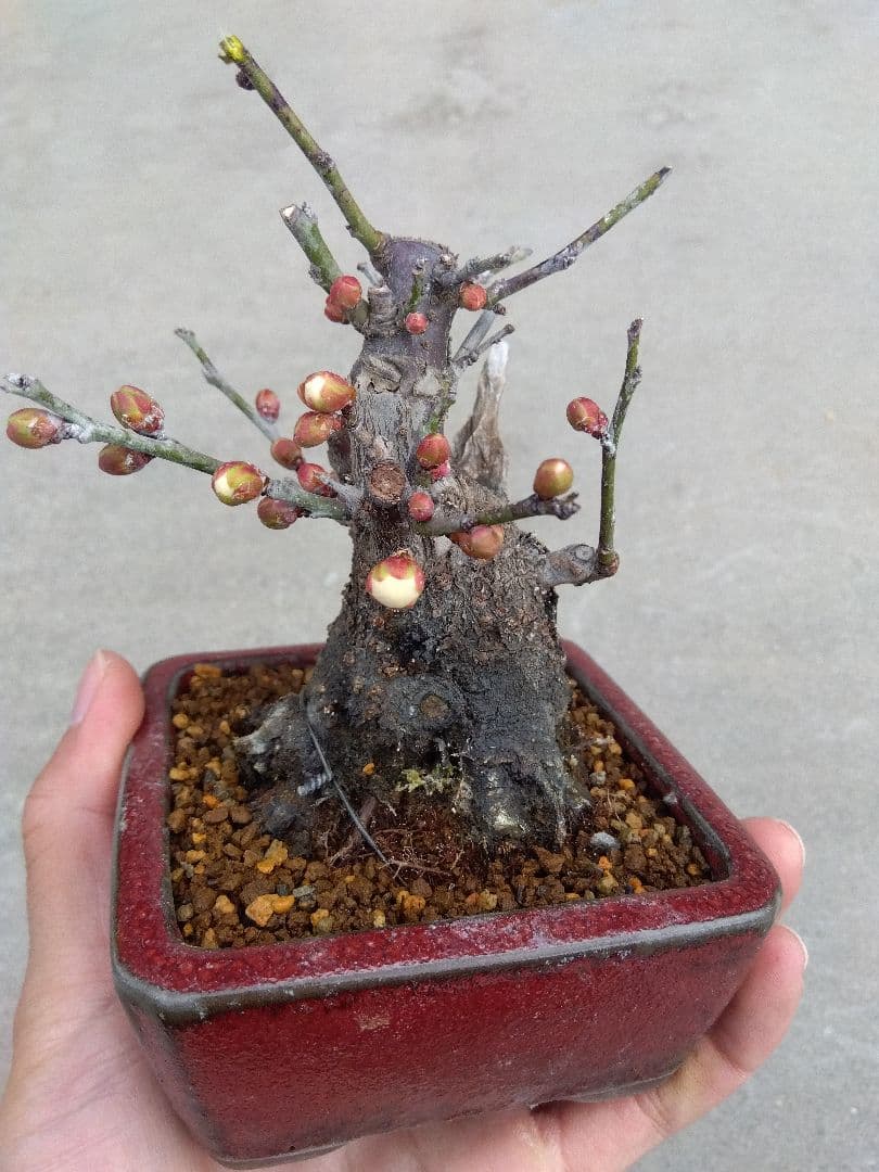 野梅　盆栽　3号陶器鉢つき　コンパクト造り込み個体❗　あ