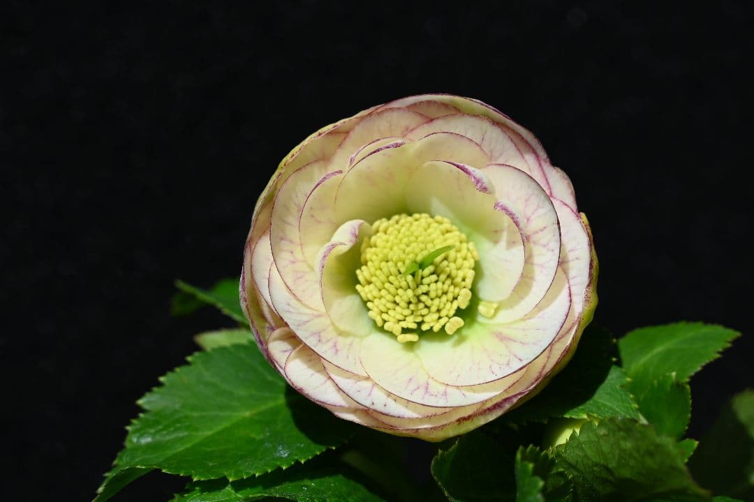 クリスマスローズ　認定プリマヴェーラ　加藤農園