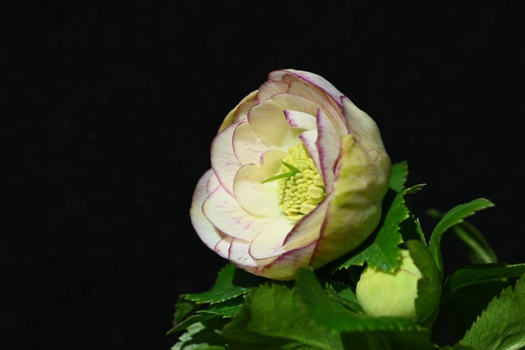 クリスマスローズ　認定プリマヴェーラ　加藤農園