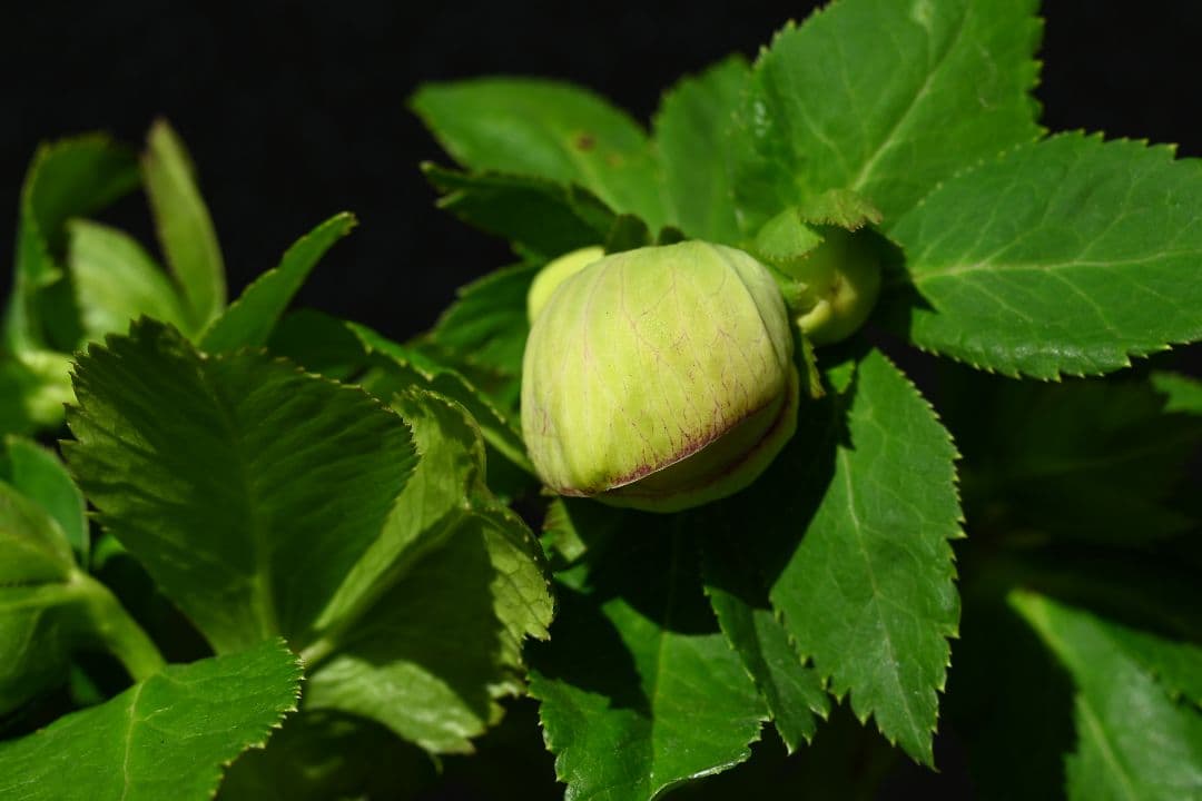 クリスマスローズ　認定プリマヴェーラ　加藤農園