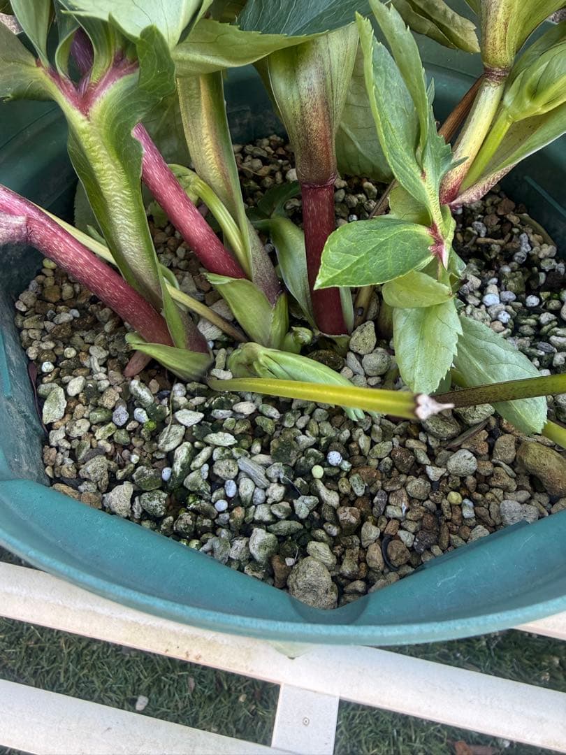 ユ*リ様 パステリッシュストレイン　大和園　大株