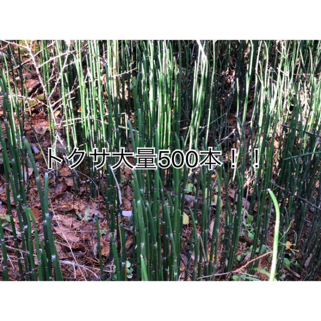 ☆トクサ☆大量500本！☆信州産☆数量限定！☆