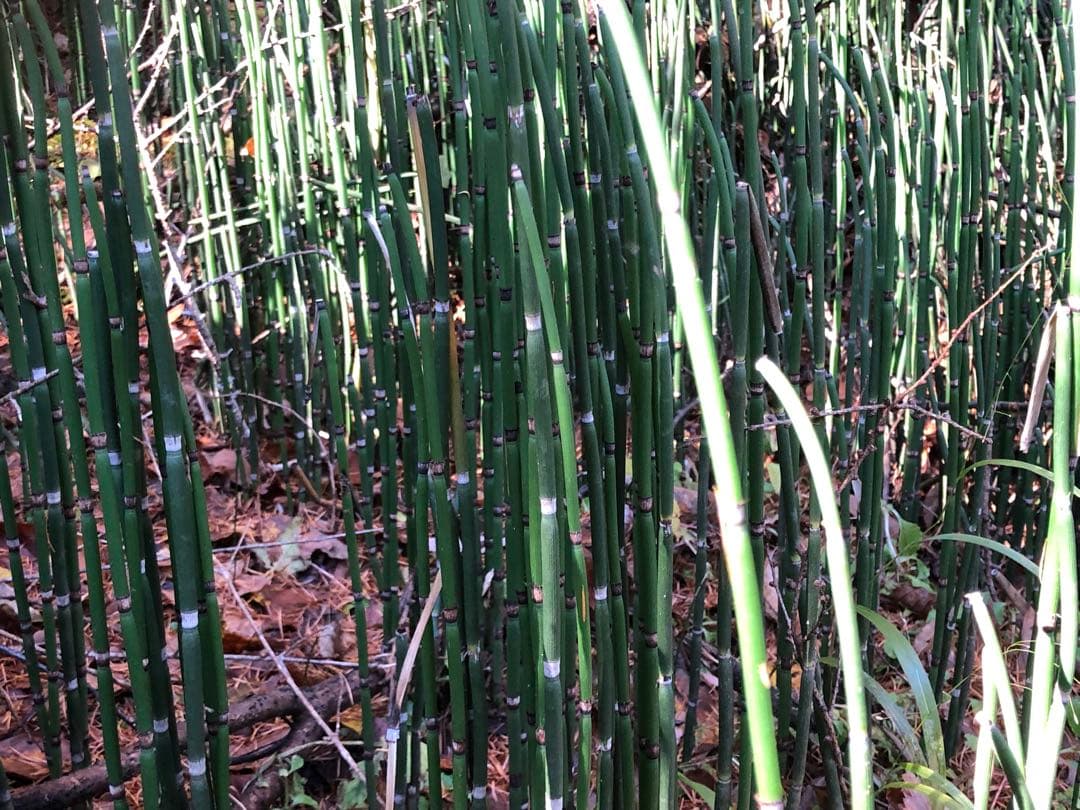 ☆トクサ☆大量500本！☆信州産☆数量限定！☆