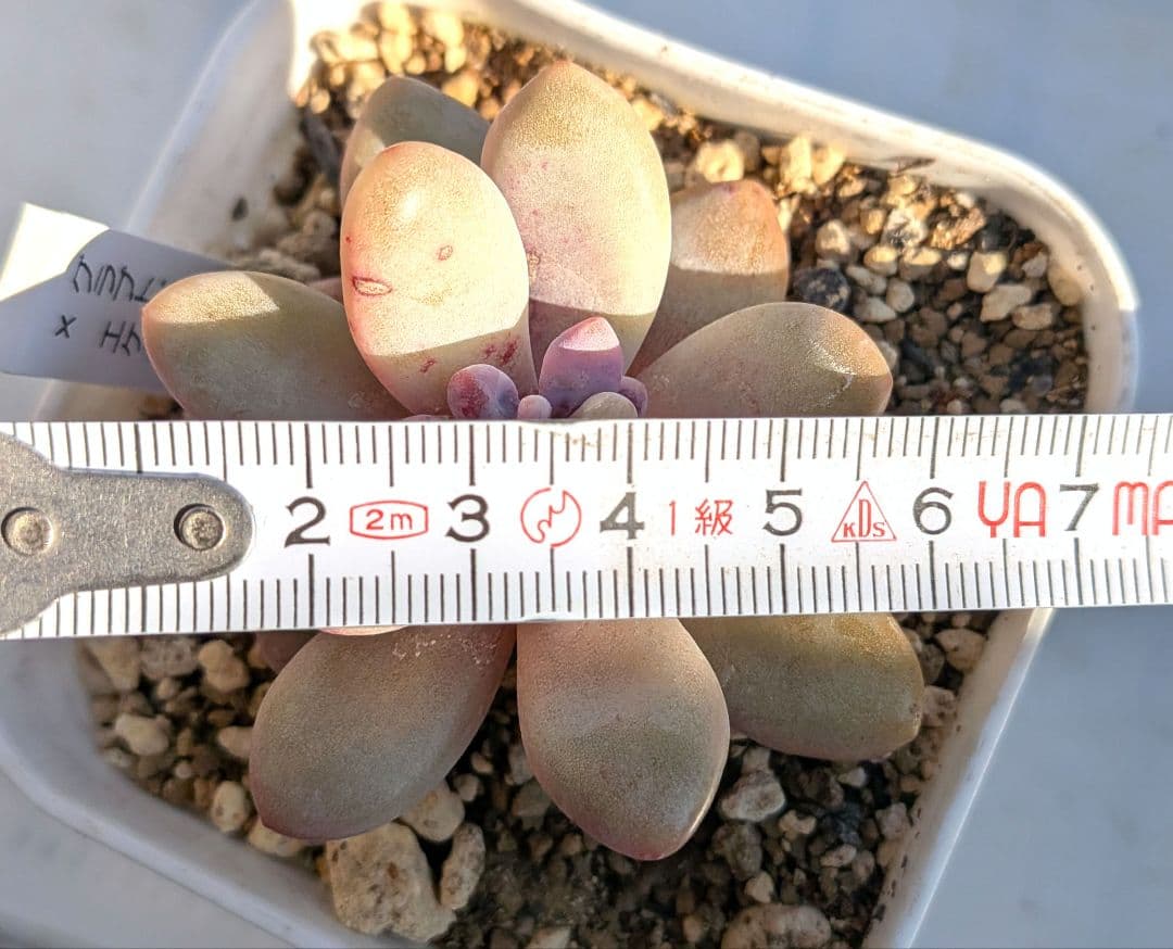 専用！名札付き❢