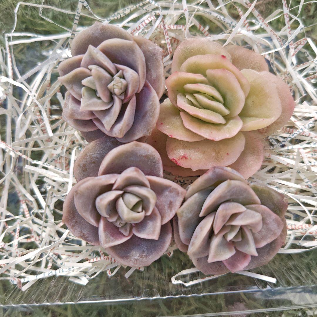 さとぴです♪ラブリーローズ10カット×6セット　速達発送