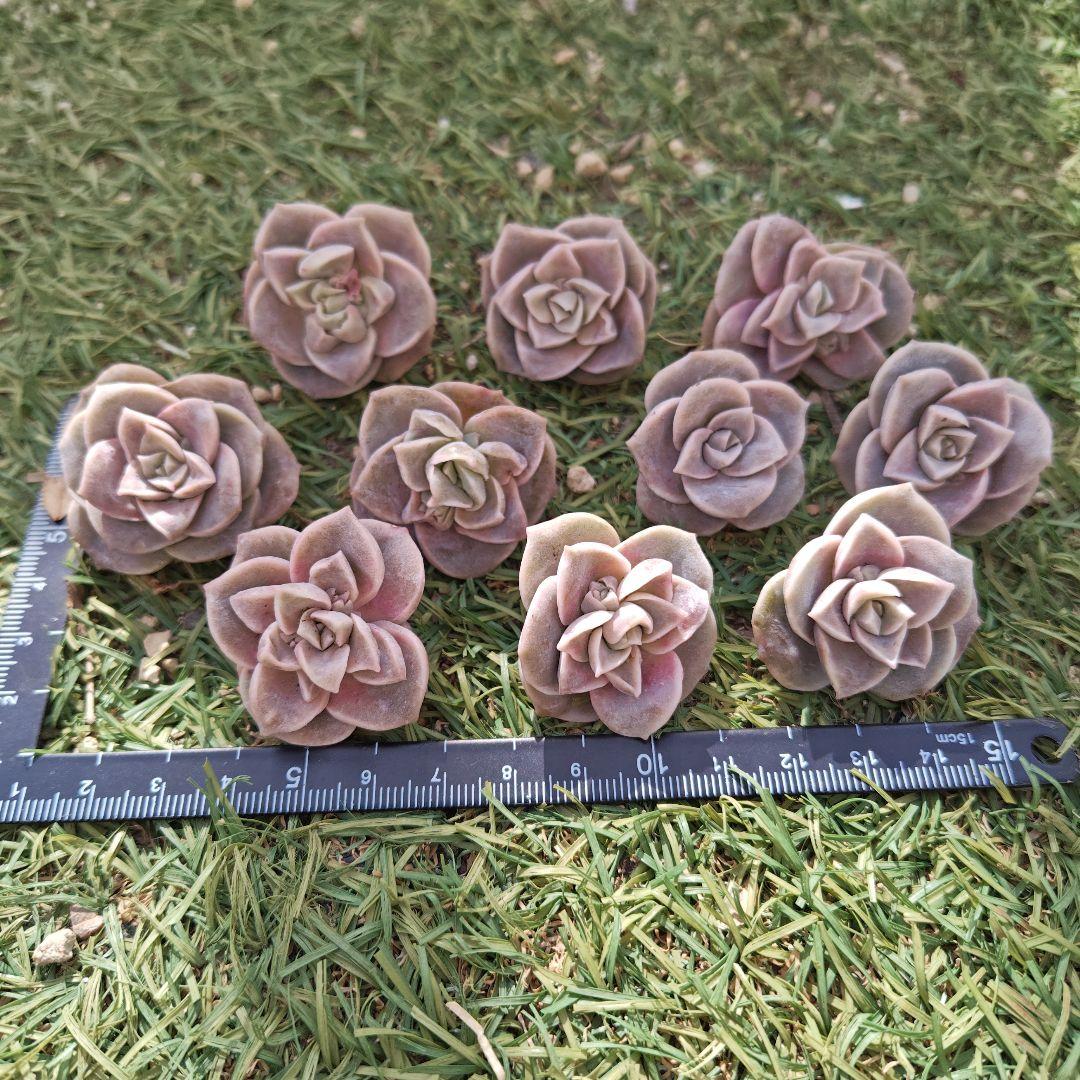 さとぴです♪ラブリーローズ10カット×6セット　速達発送