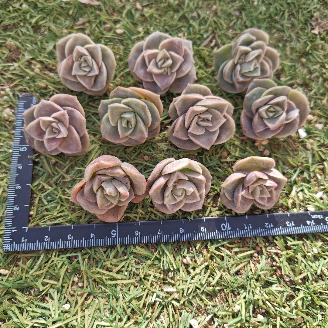 さとぴです♪ラブリーローズ10カット×6セット　速達発送