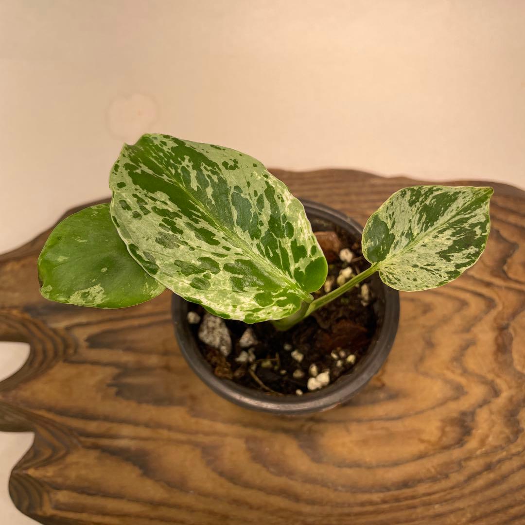 ま*め様 a 20品種保証！斑入り保証！Bulbasaurモンステラ バルバソー