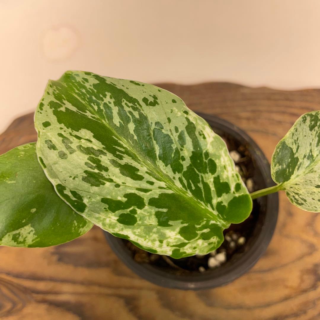 ま*め様 a 20品種保証！斑入り保証！Bulbasaurモンステラ バルバソー