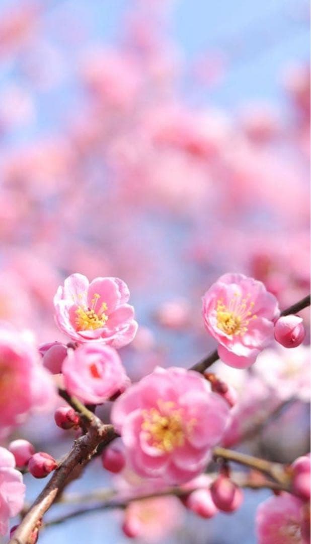 レンズ(単焦点) Canon EF LENS EF50mm F1.8 STM