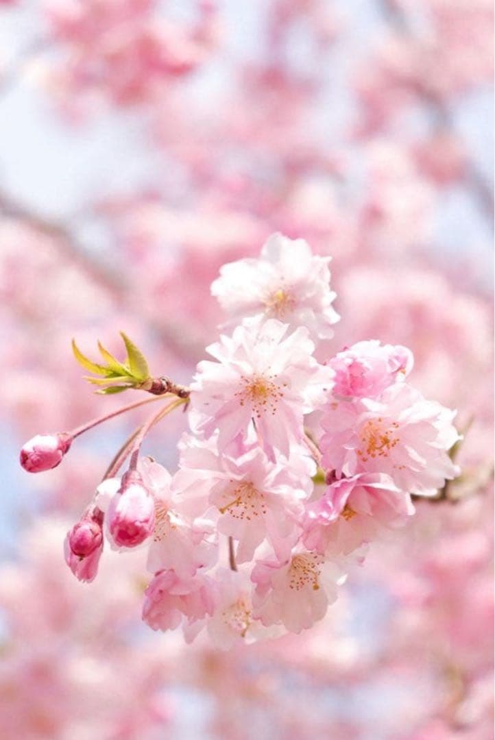 レンズ(単焦点) Canon EF LENS EF50mm F1.8 STM